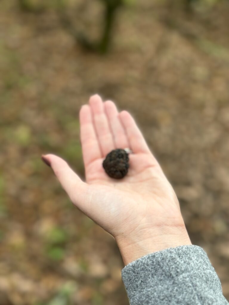 Truffle Hunting Croatia