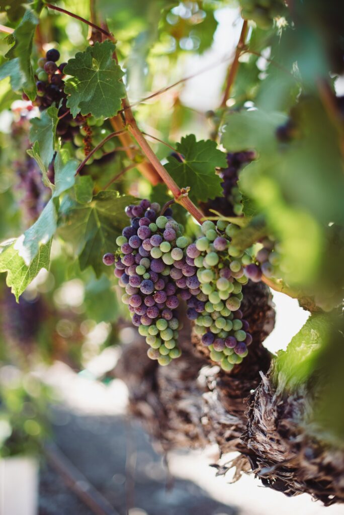 Wine travel itinerary
Best wine destinations
Travel for wine lovers
