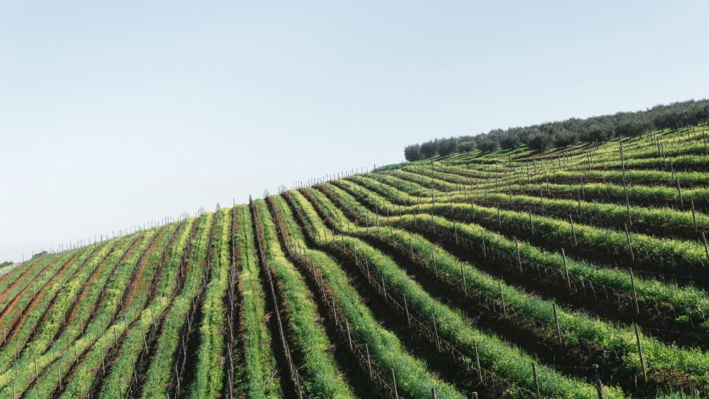 Wine travel itinerary
Best wine destinations
Travel for wine lovers
